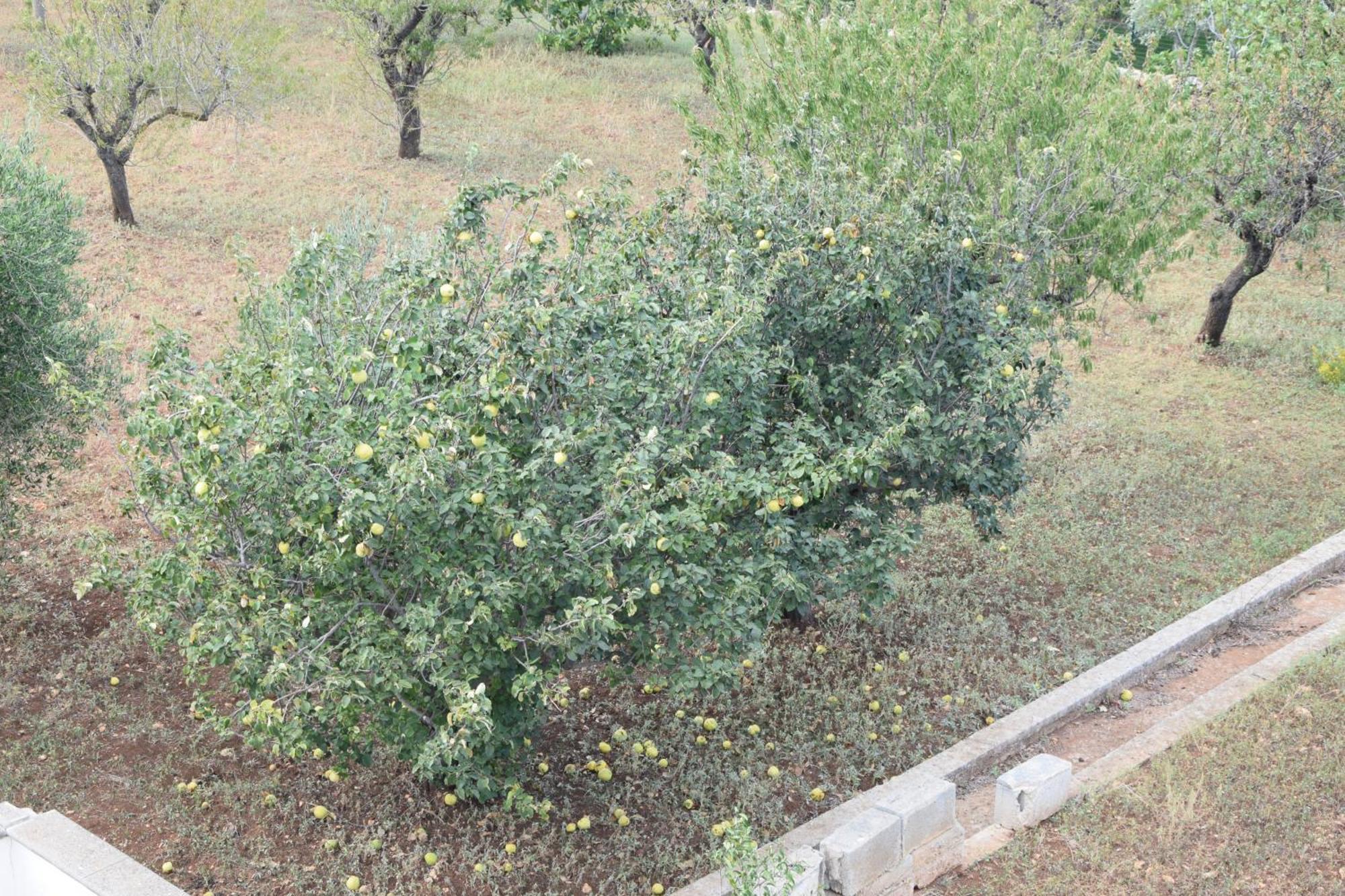 Villa Mimi Ostuni Ngoại thất bức ảnh